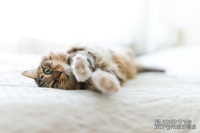 小猫不吃东西怎么办(幼猫不吃东西怎么办)