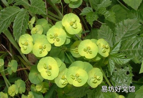 猫流鼻涕怎么回事(猫流鼻涕是什么原因)
