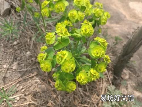 猫流鼻涕怎么回事(猫流鼻涕是什么原因)