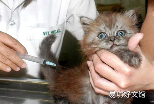 猫流鼻涕怎么回事(猫流鼻涕是什么原因)