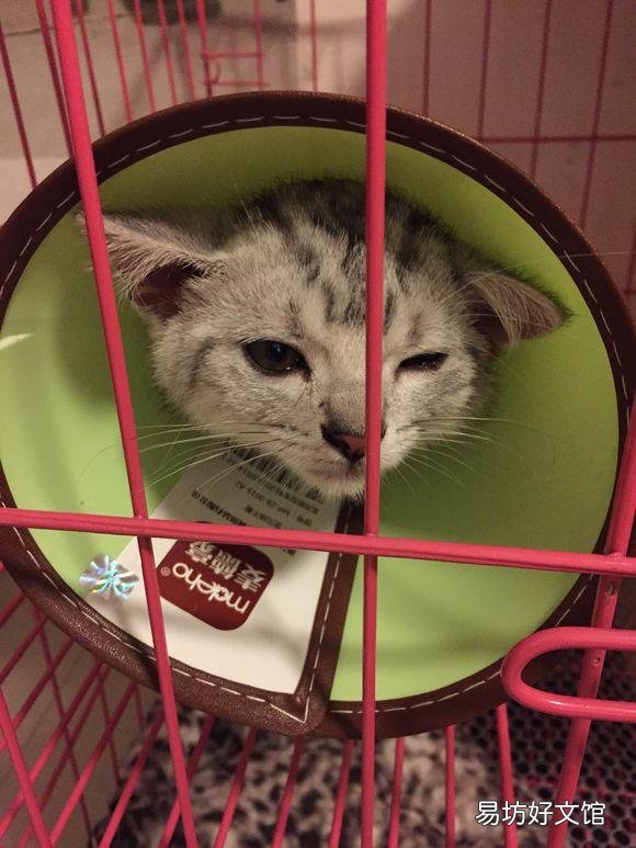 宠物店猫咪多少钱一只(宠物店的一只猫多少钱)