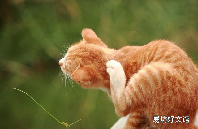 猫得了猫癣怎么办(宠物猫得了猫癣怎么办)