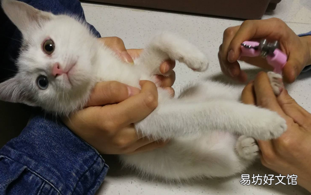 猫什么时候打疫苗(猫什么时候打疫苗比较好)