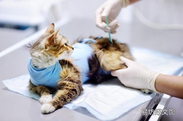 猫什么时候打疫苗(猫什么时候打疫苗比较好)