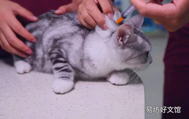 猫什么时候打疫苗(猫什么时候打疫苗比较好)