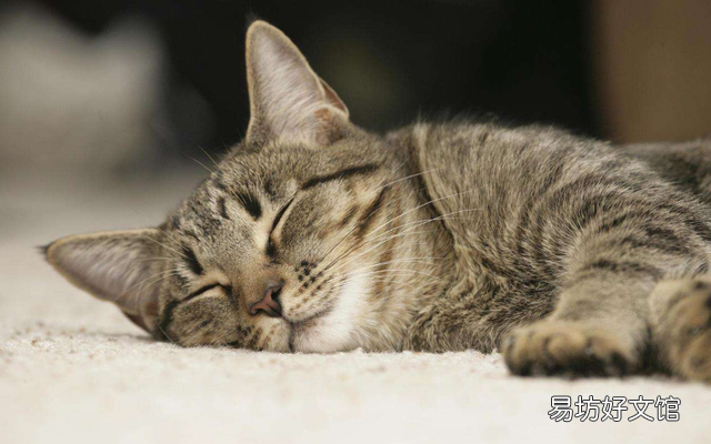 猫什么时候打疫苗(猫什么时候打疫苗比较好)