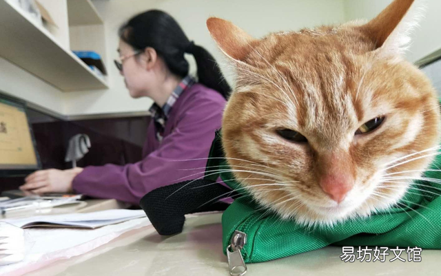 猫什么时候打疫苗(猫什么时候打疫苗比较好)