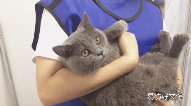猫什么时候打疫苗(猫什么时候打疫苗比较好)
