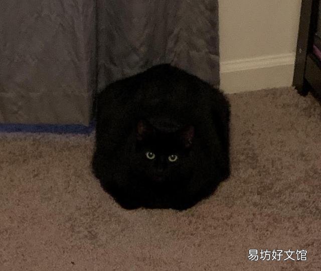 胖猫图片(可爱胖猫图片)