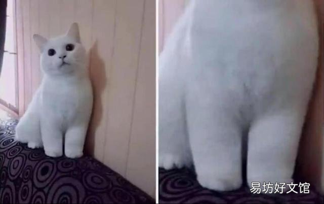 胖猫图片(可爱胖猫图片)