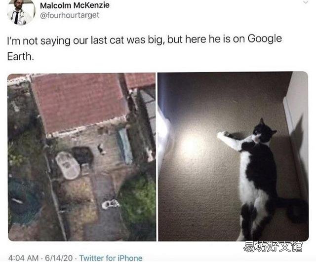 胖猫图片(可爱胖猫图片)