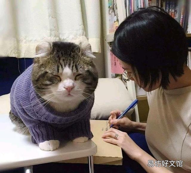 胖猫图片(可爱胖猫图片)