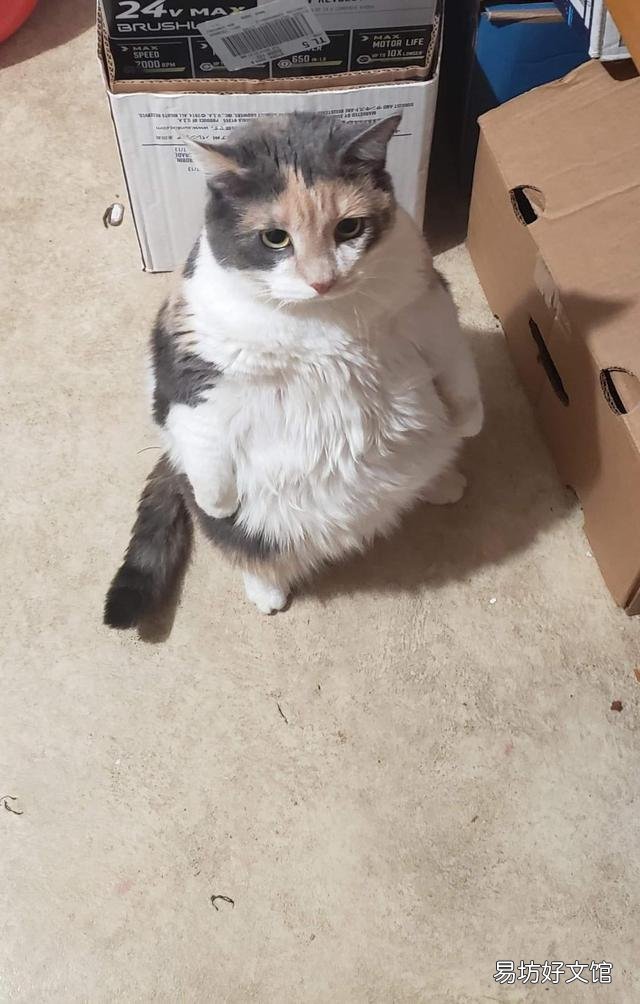 胖猫图片(可爱胖猫图片)