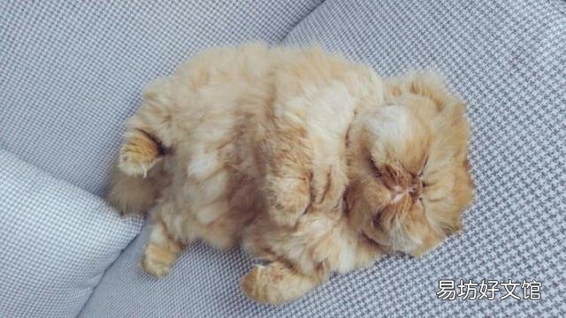 胖猫图片(可爱胖猫图片)