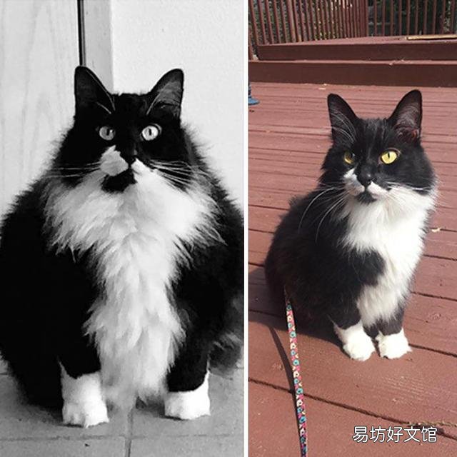 胖猫图片(可爱胖猫图片)