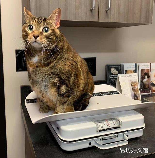 胖猫图片(可爱胖猫图片)