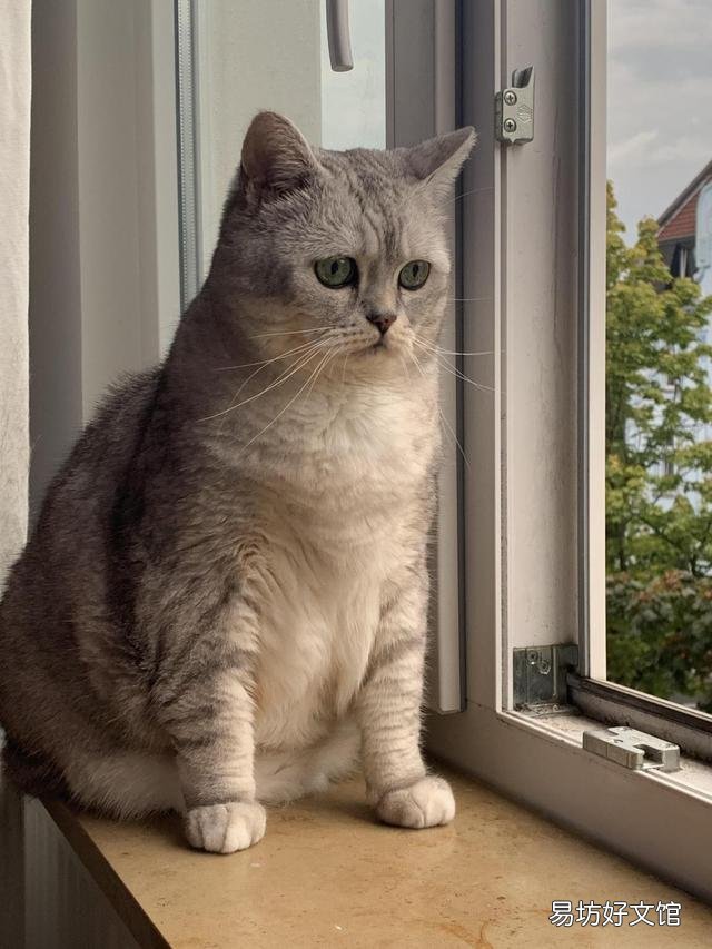 胖猫图片(可爱胖猫图片)