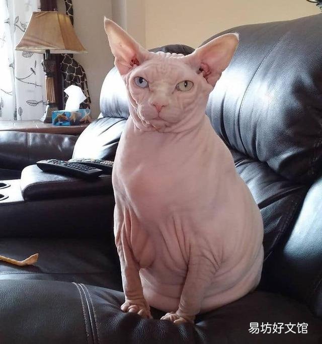 胖猫图片(可爱胖猫图片)