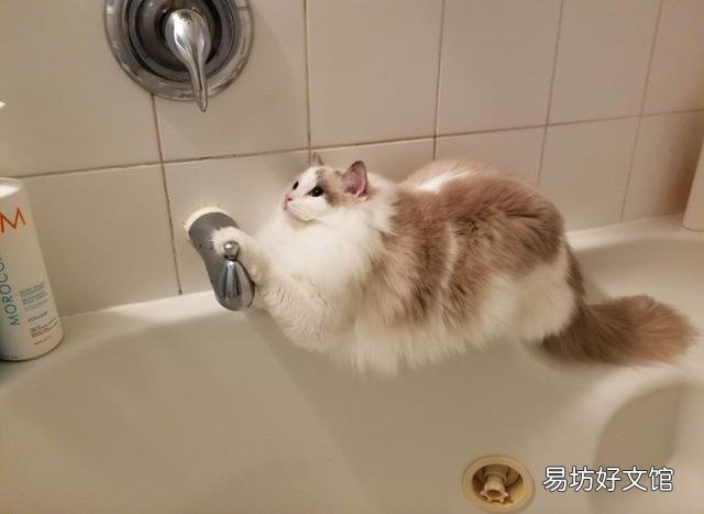 胖猫图片(可爱胖猫图片)