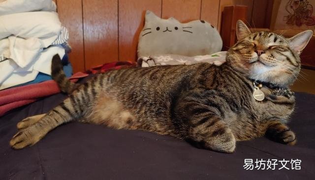 胖猫图片(可爱胖猫图片)