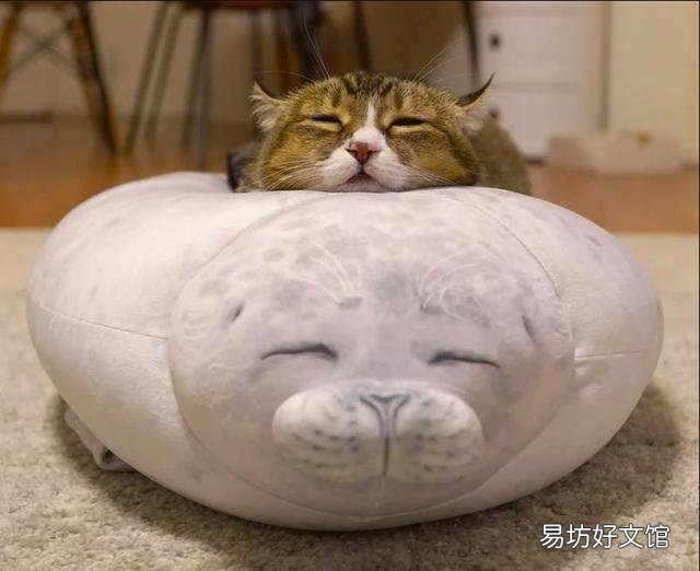 胖猫图片(可爱胖猫图片)