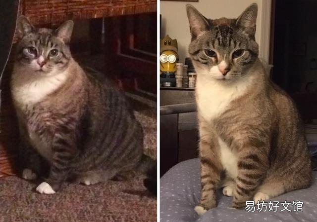 胖猫图片(可爱胖猫图片)