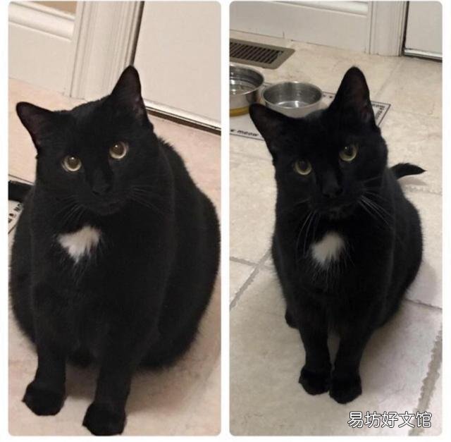 胖猫图片(可爱胖猫图片)