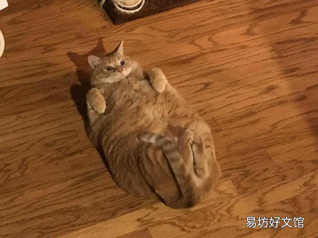 胖猫图片(可爱胖猫图片)
