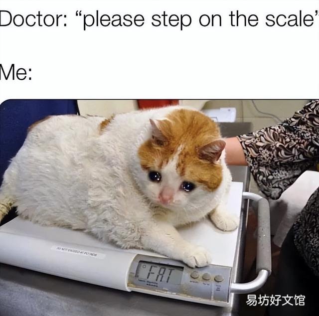 胖猫图片(可爱胖猫图片)
