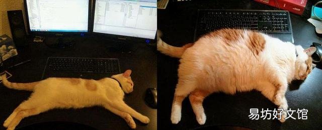 胖猫图片(可爱胖猫图片)