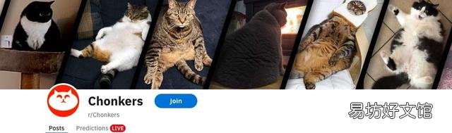 胖猫图片(可爱胖猫图片)