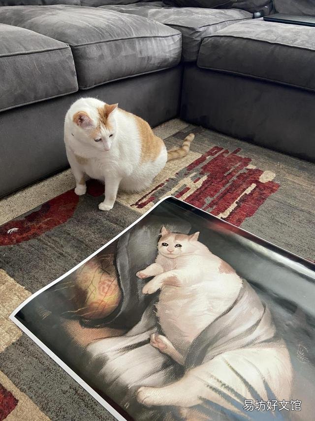 胖猫图片(可爱胖猫图片)