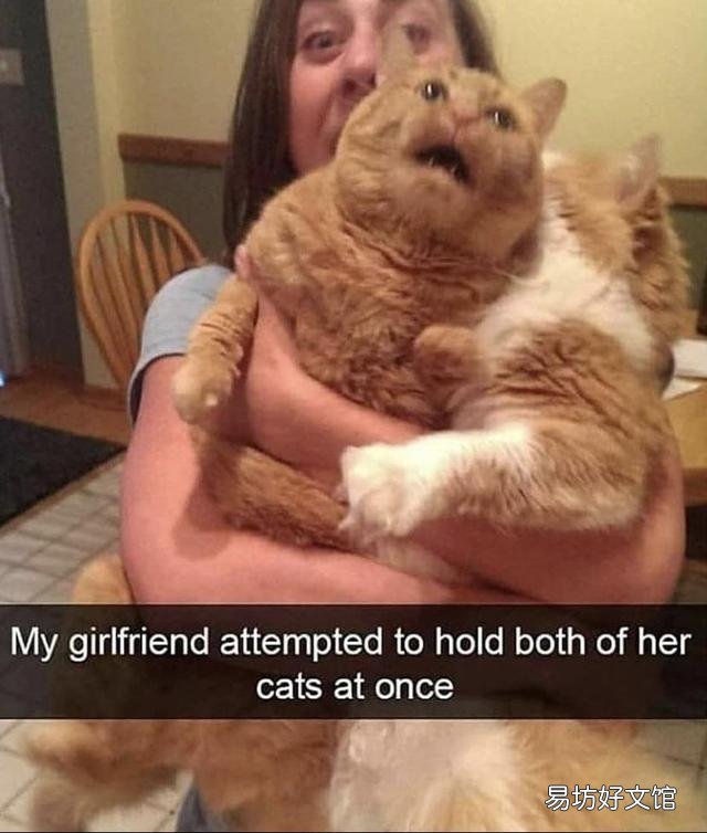 胖猫图片(可爱胖猫图片)