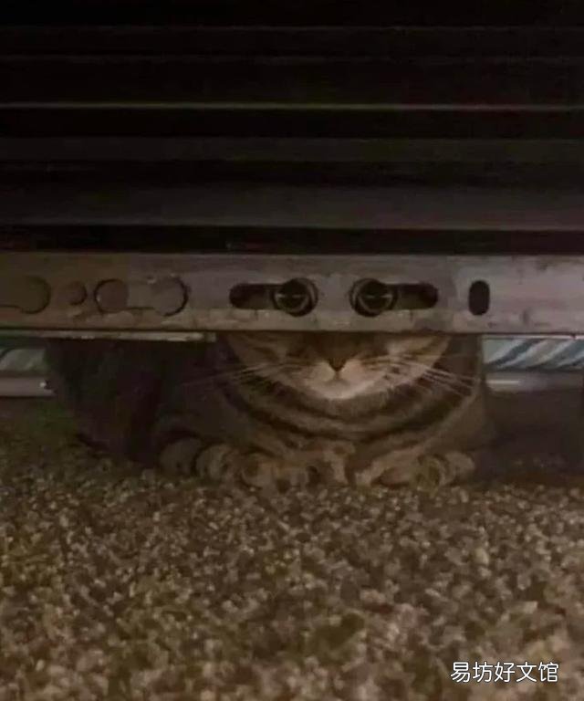 胖猫图片(可爱胖猫图片)