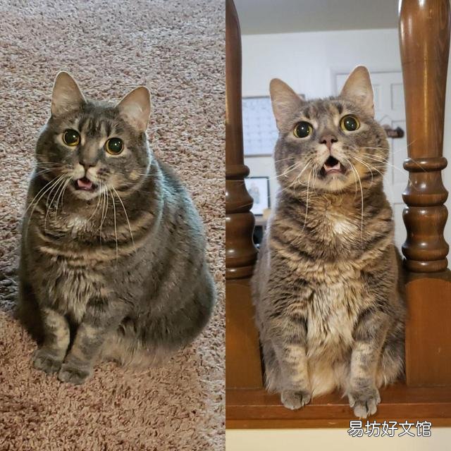 胖猫图片(可爱胖猫图片)
