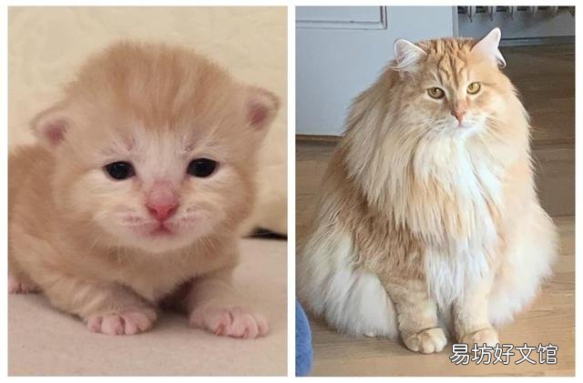 胖猫图片(可爱胖猫图片)