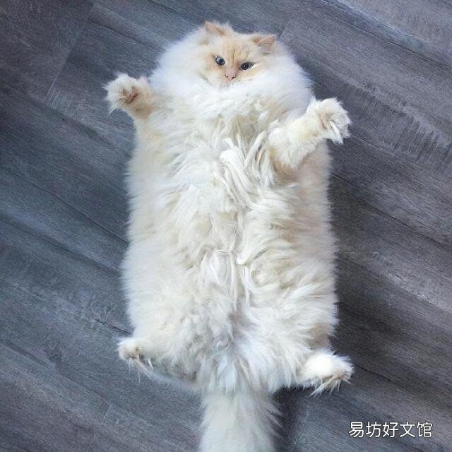 胖猫图片(可爱胖猫图片)