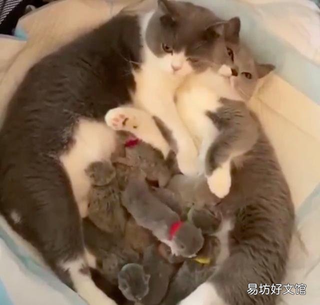 胖猫图片(可爱胖猫图片)