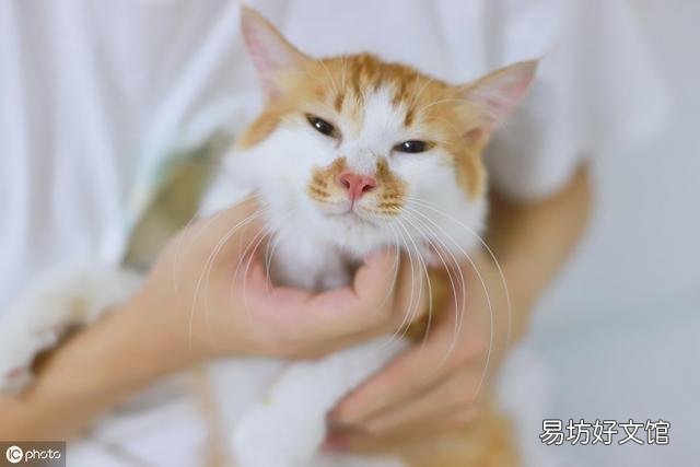 猫癣图片(猫癣图片症状)