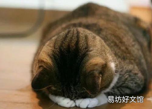 猫吃喝正常就是打喷嚏(猫吃喝正常就是打喷嚏用什么药)