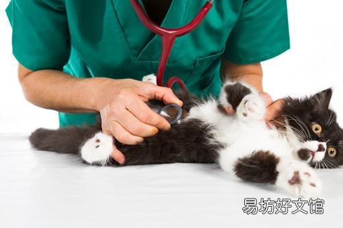 猫吃喝正常就是打喷嚏(猫吃喝正常就是打喷嚏用什么药)