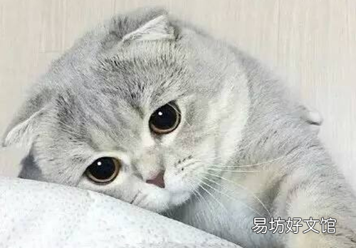 猫吃喝正常就是打喷嚏(猫吃喝正常就是打喷嚏用什么药)