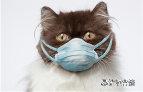 猫吃喝正常就是打喷嚏(猫吃喝正常就是打喷嚏用什么药)