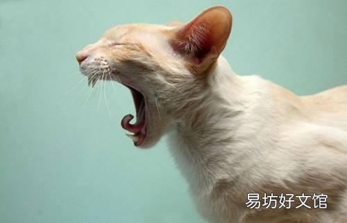 猫吃喝正常就是打喷嚏(猫吃喝正常就是打喷嚏用什么药)