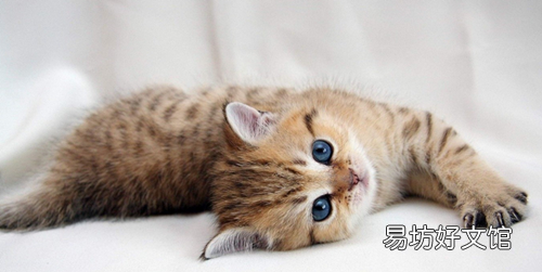 猫吃喝正常就是打喷嚏(猫吃喝正常就是打喷嚏用什么药)