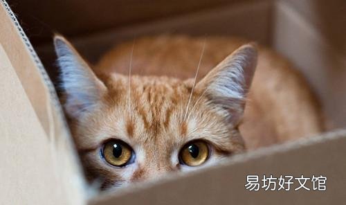 猫吃喝正常就是打喷嚏(猫吃喝正常就是打喷嚏用什么药)