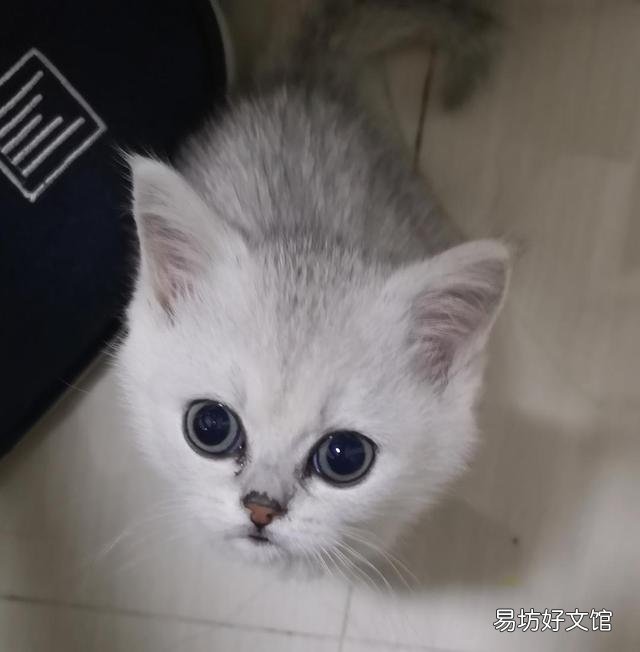猫咪有眼屎是怎么回事(猫咪有眼屎正常吗)