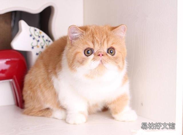 猫咪有眼屎是怎么回事(猫咪有眼屎正常吗)