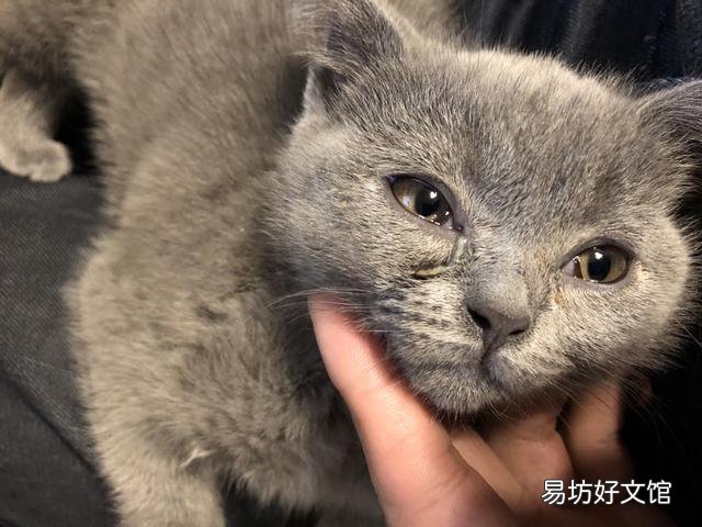猫咪有眼屎是怎么回事(猫咪有眼屎正常吗)