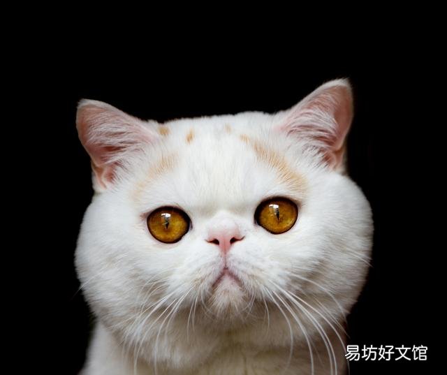 猫咪有眼屎是怎么回事(猫咪有眼屎正常吗)